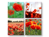 Kollázs vászonkép motívummal: Meadow of poppy poppies, pipacsok, virágok, mező, térkép zöld-piros árnyalatokban, élénk hangulat, alkalmas a konyha számára – fő
