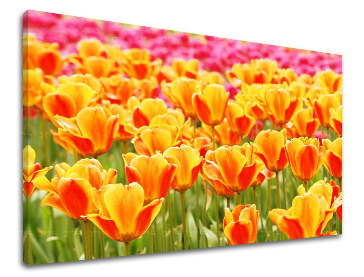 Klasszikus vászonkép motívummal: tulipánok, virágok, mező, táj, természet narancs-rózsaszín árnyalatokban, vidám hangulat, tavaszi hangulat és megújulás szimbóluma – fő