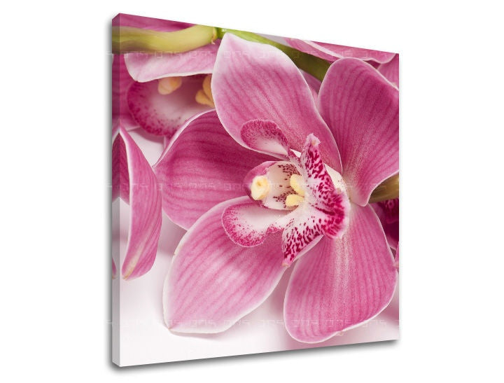 Geometrikus vászonkép motívummal: orchidea, virágok, természet fehér-rózsaszín árnyalatokban, elegáns hangulat, természet és elegancia, alkalmas a hálószoba számára – fő