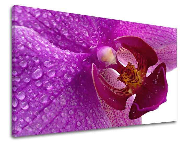 Art deco vászonkép motívummal: orchidea, virág, virágok, vallási motívum, természet fehér-lila árnyalatokban, friss hangulat, alkalmas a dolgozószoba számára – fő